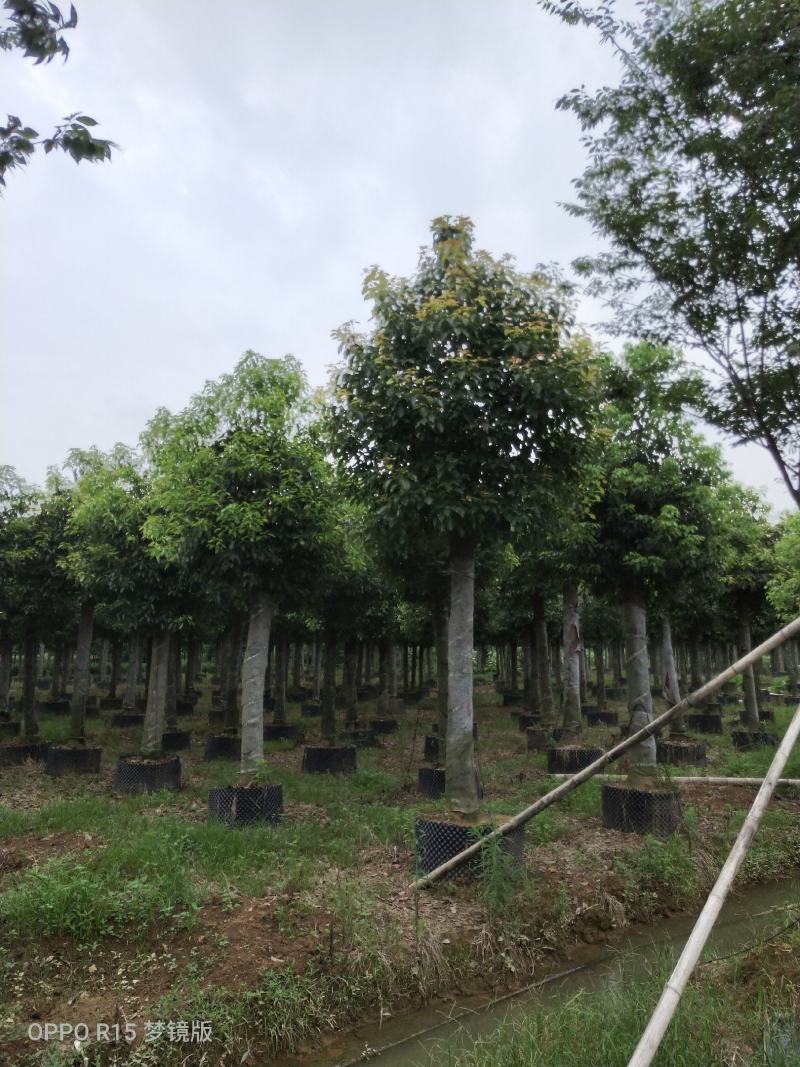 15-20移栽截杆香樟容器香樟