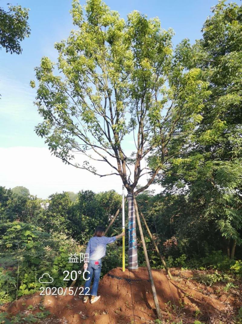 移栽全冠香樟移栽容器全冠香樟