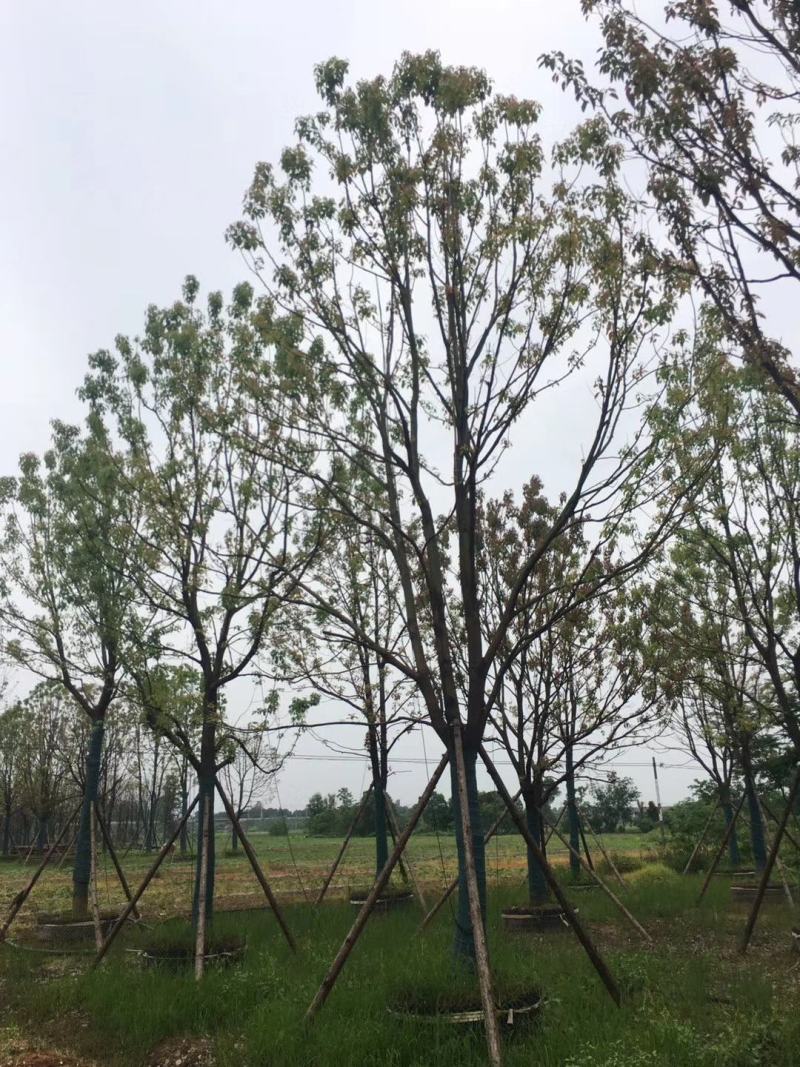 移栽全冠香樟移栽容器全冠香樟