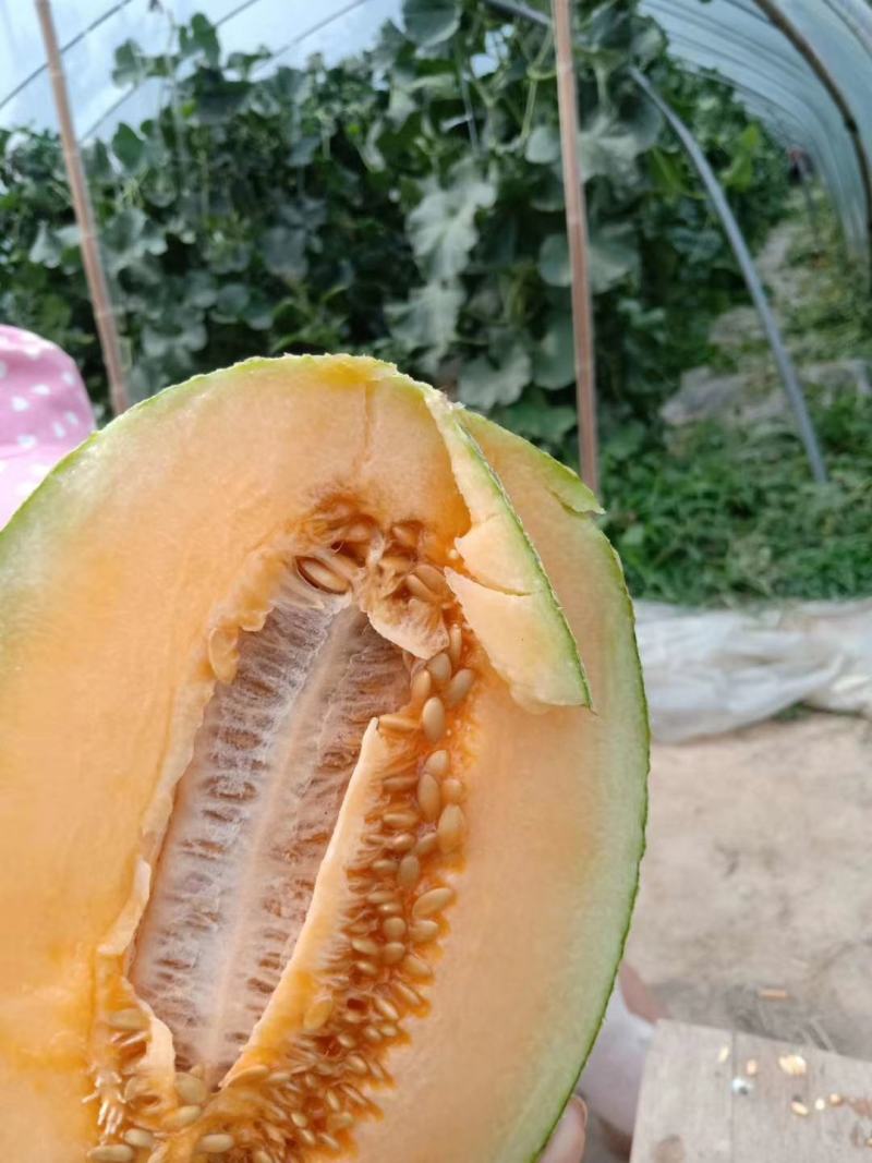 西州蜜瓜大棚吊瓜，花纹好，甜度高，可视频看货