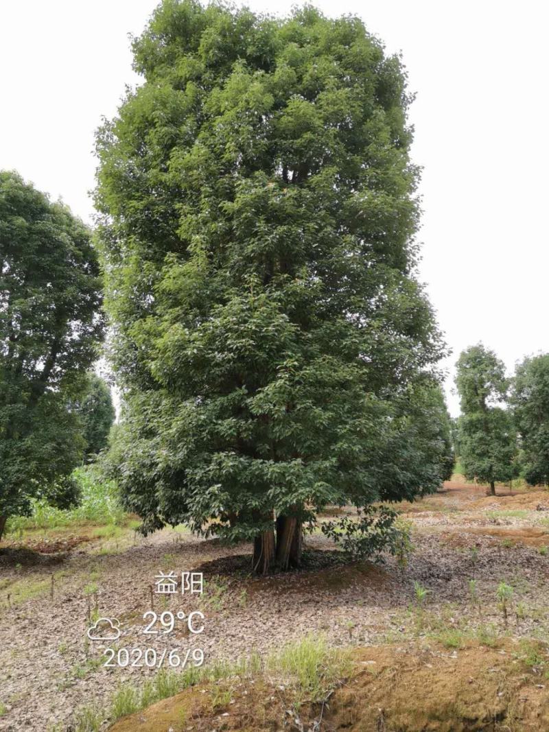 20-80移栽多杆骨架香樟