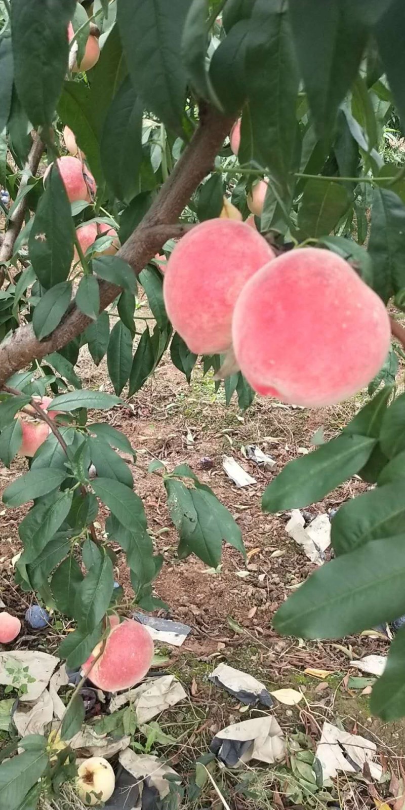 川中岛离核水蜜桃大量上市，欢迎各地老板前来订购