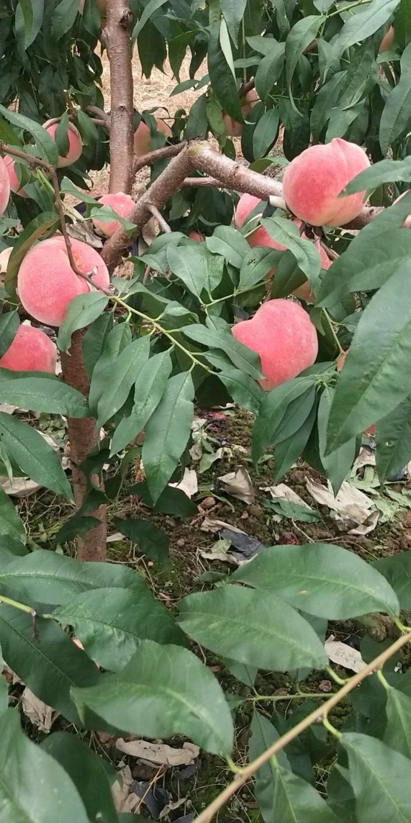 川中岛离核水蜜桃大量上市，欢迎各地老板前来订购