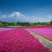 福禄考种子丛生芝樱花种子进口宿根景观多年生花海种子包发芽