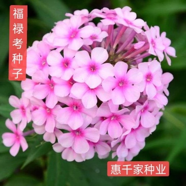 福禄考种子丛生芝樱花种子进口宿根景观多年生花海种子包发芽