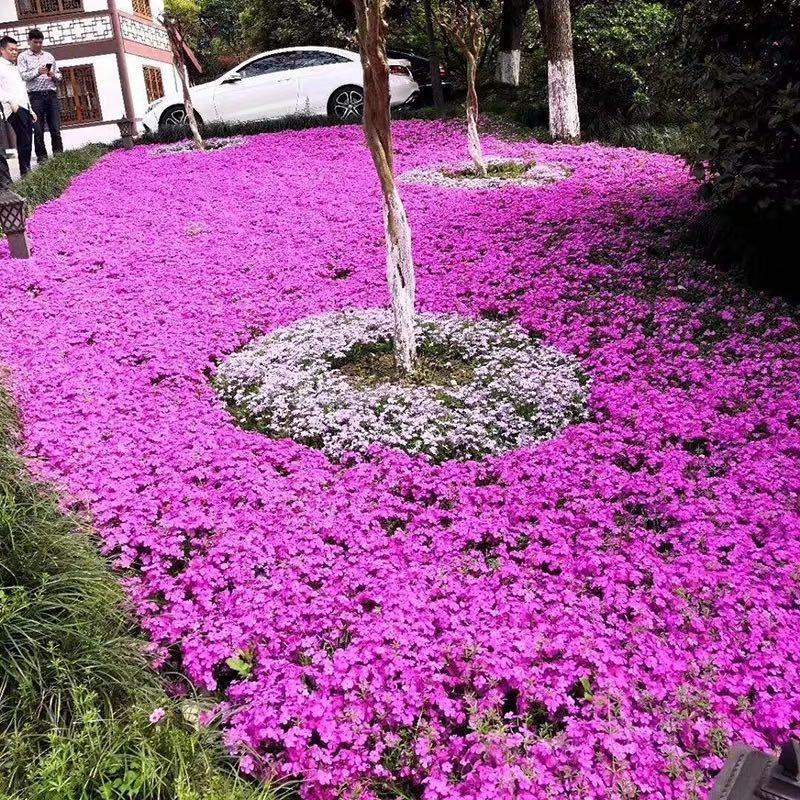 福禄考种子丛生芝樱花种子进口宿根景观多年生花海种子包发芽