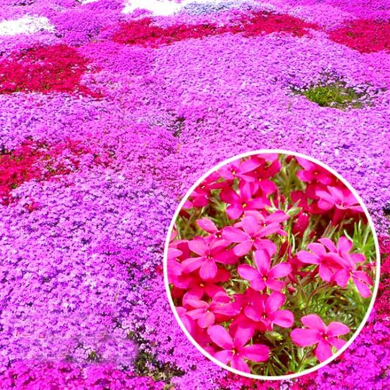 福禄考种子丛生芝樱花种子进口宿根景观多年生花海种子包发芽