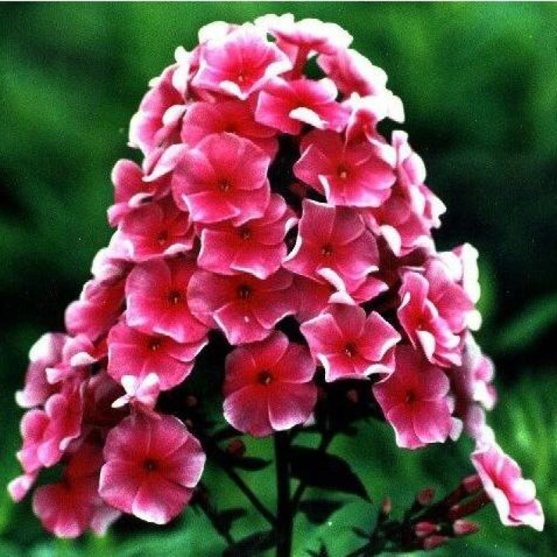 福禄考种子丛生芝樱花种子进口宿根景观多年生花海种子包发芽