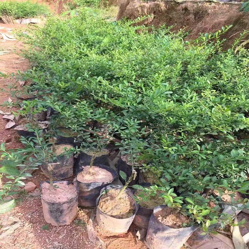 手指柠檬苗，鱼子酱苗，耐寒品种，南北方适合种