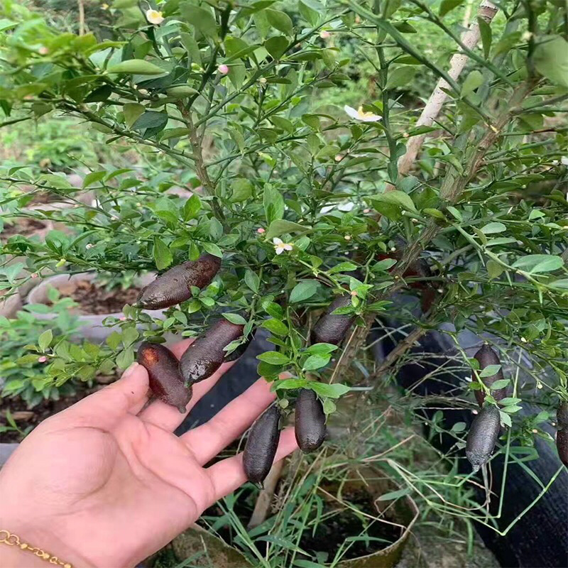 手指柠檬苗，鱼子酱苗，耐寒品种，南北方适合种