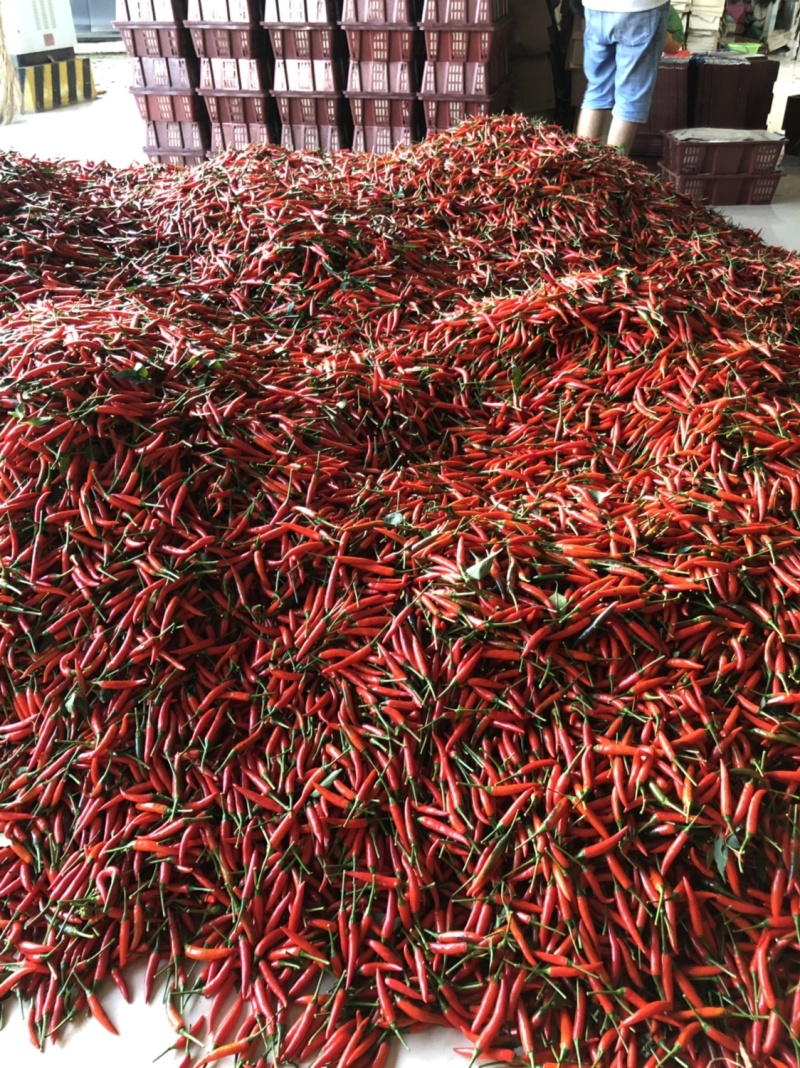 横县指天椒.小米椒