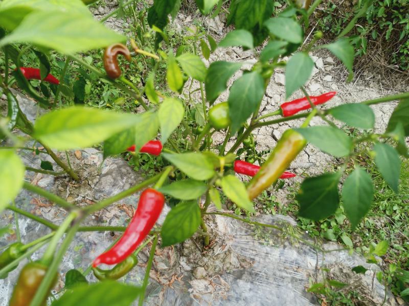 真辣一号鲜辣椒纯绿色食品原生态