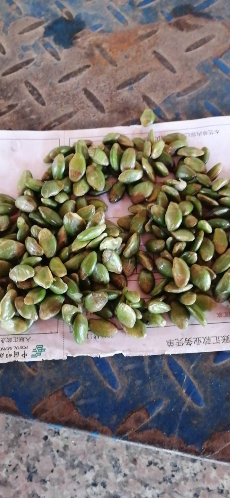 黄皮种子，黄皮果种子，***********