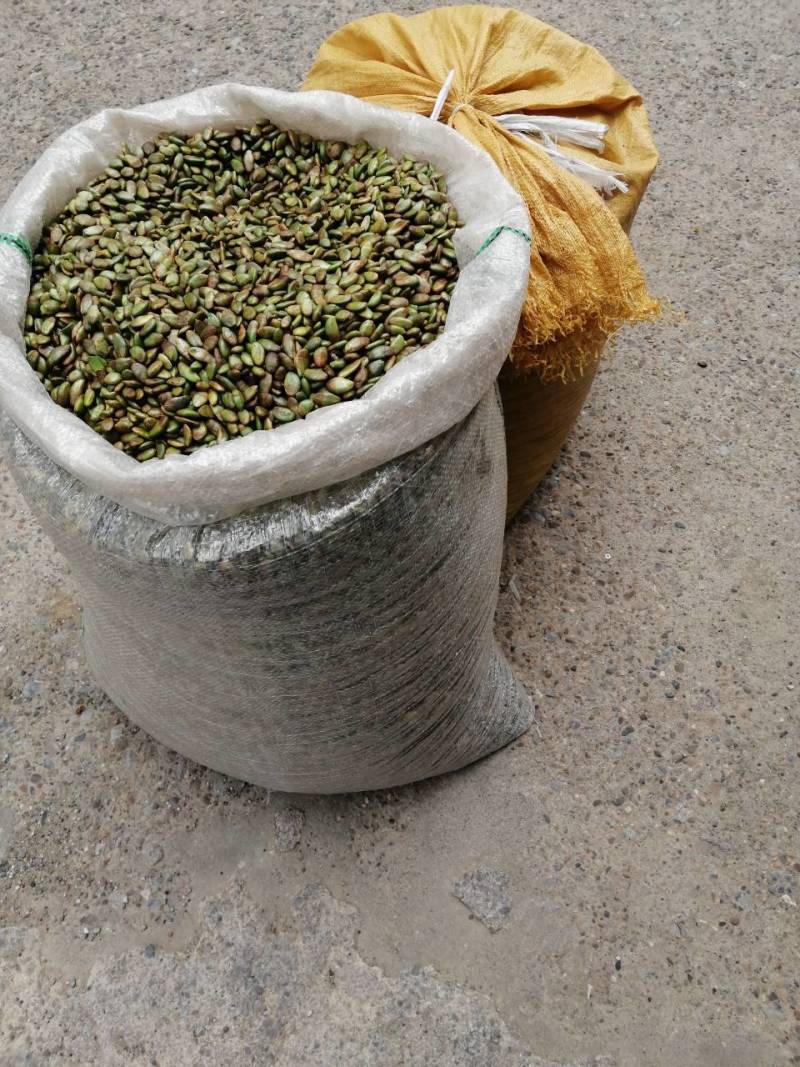 黄皮种子，黄皮果种子，***********