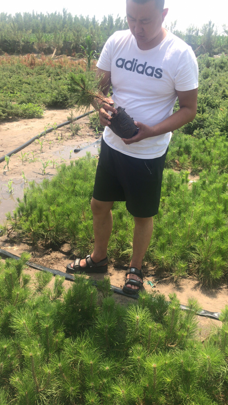 油松16杯子以上21杯子，30杯子松树苗