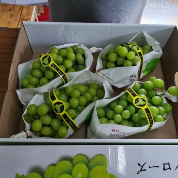 阳光玫瑰，紫甜无核A17大量出货