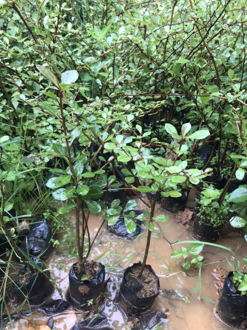 细叶榄仁苗雨伞树小叶榄仁树苗非洲榄仁细叶榄仁树
