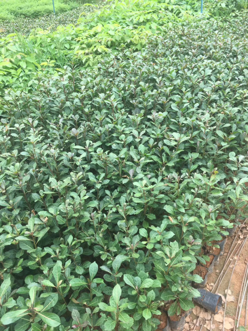 细叶榄仁苗雨伞树小叶榄仁树苗非洲榄仁细叶榄仁树