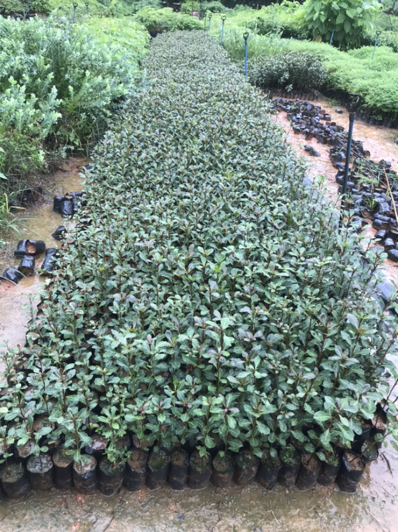 细叶榄仁苗雨伞树小叶榄仁树苗非洲榄仁细叶榄仁树