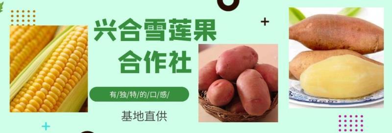 雪莲果新果上市了一件代市场精品货全年供应
