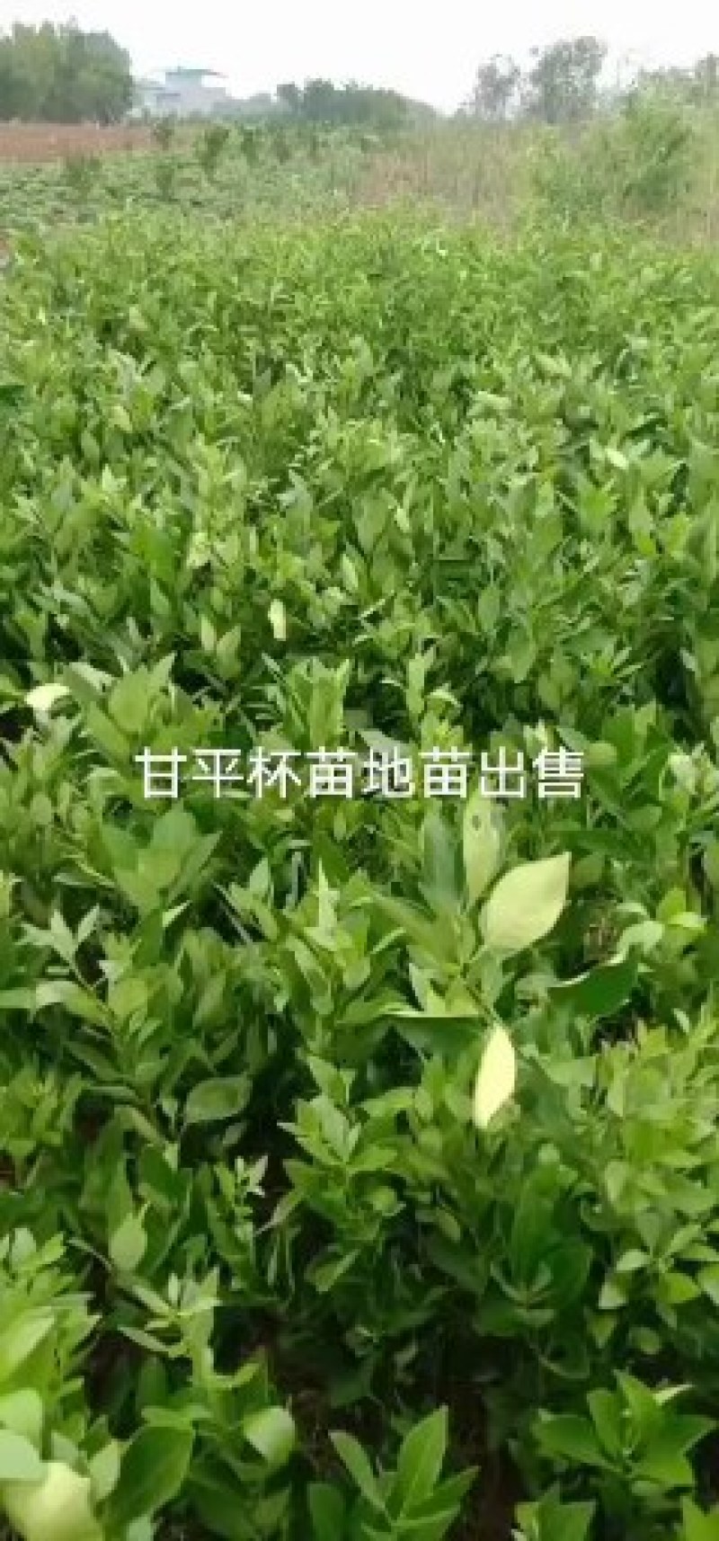 甘平柑橘苗、甘平苗柑桔苗、四川甘平苗保湿发货