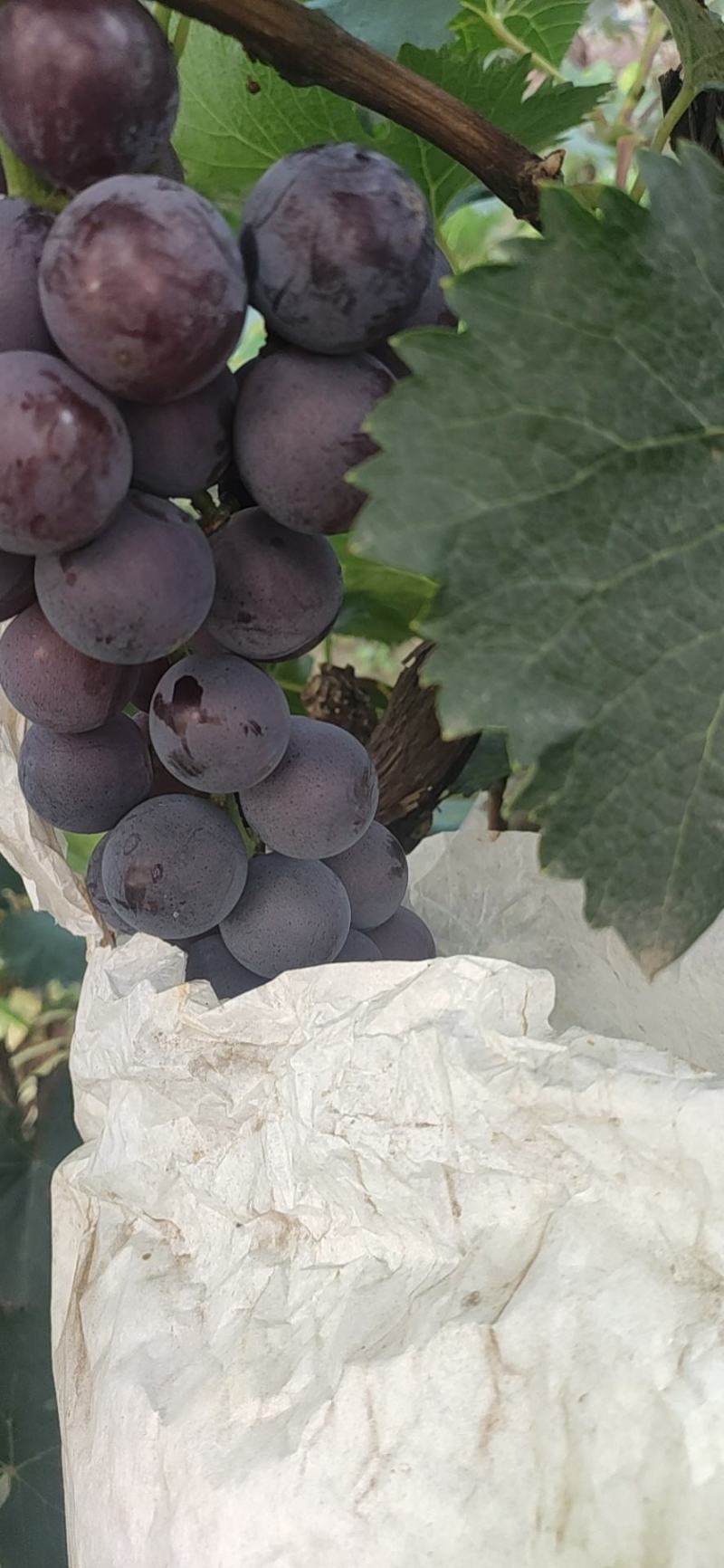 夏黑葡萄，巨丰葡萄，140，红提