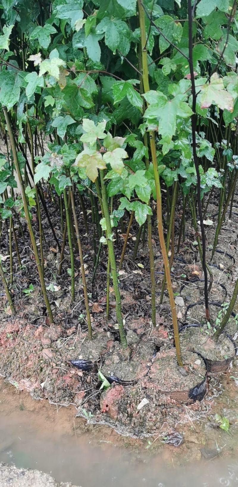 枫香米径3公分，枫香基地直销，支持线上保障交易