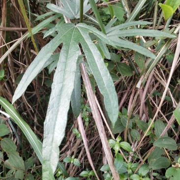 广东肇庆本地野生五指毛桃