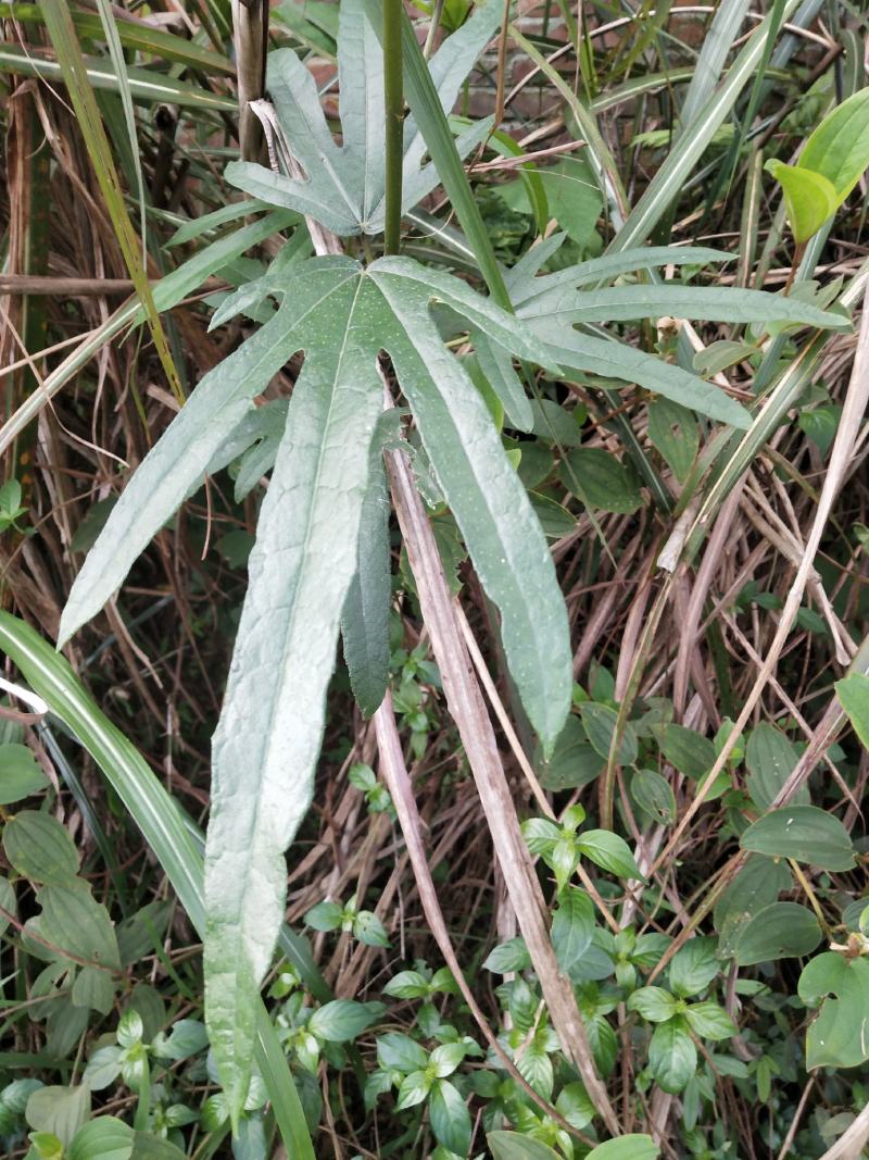 广东肇庆本地野生五指毛桃