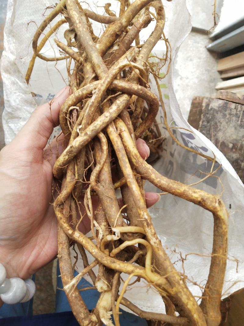 广东肇庆本地野生五指毛桃