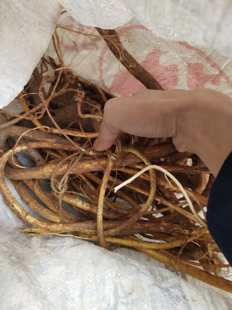 广东肇庆本地野生五指毛桃