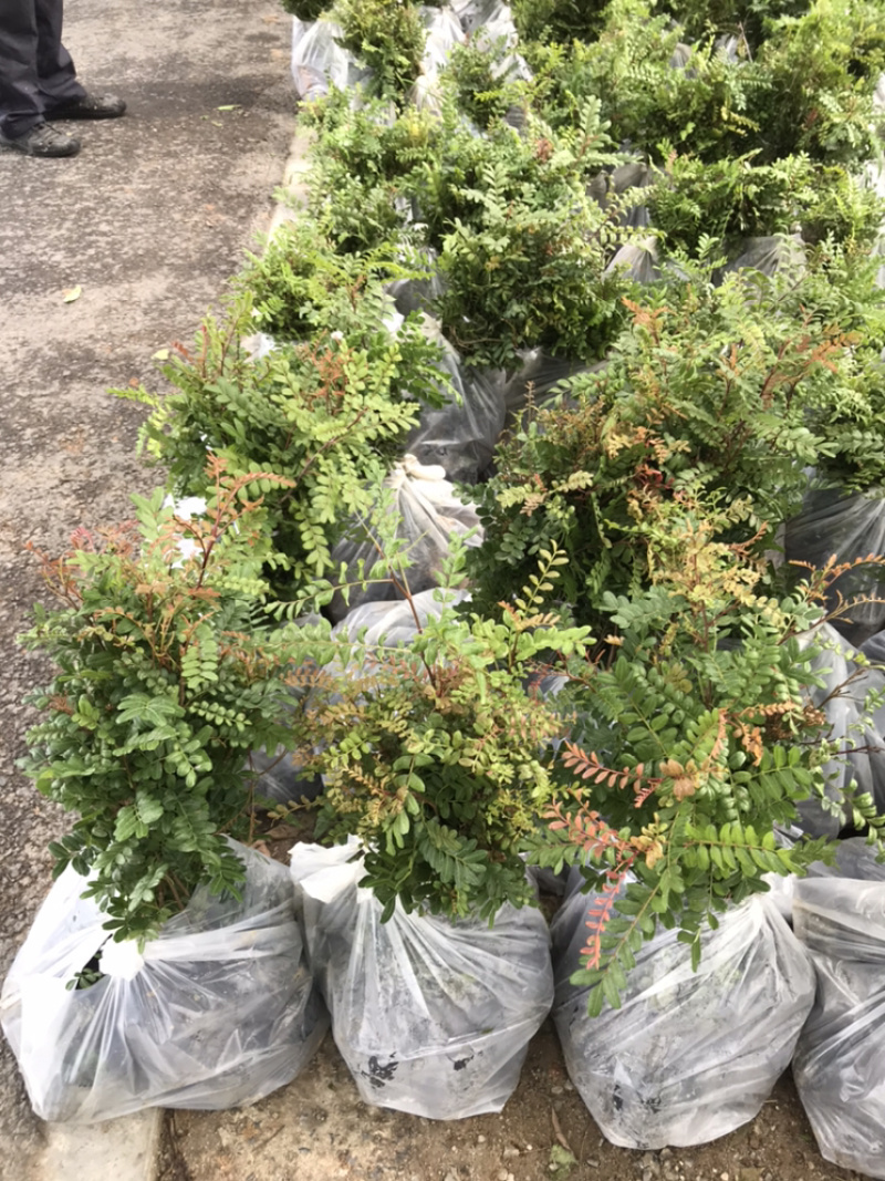 正宗红芽清香木苗盆栽树苗清香木树景观树苗造林苗