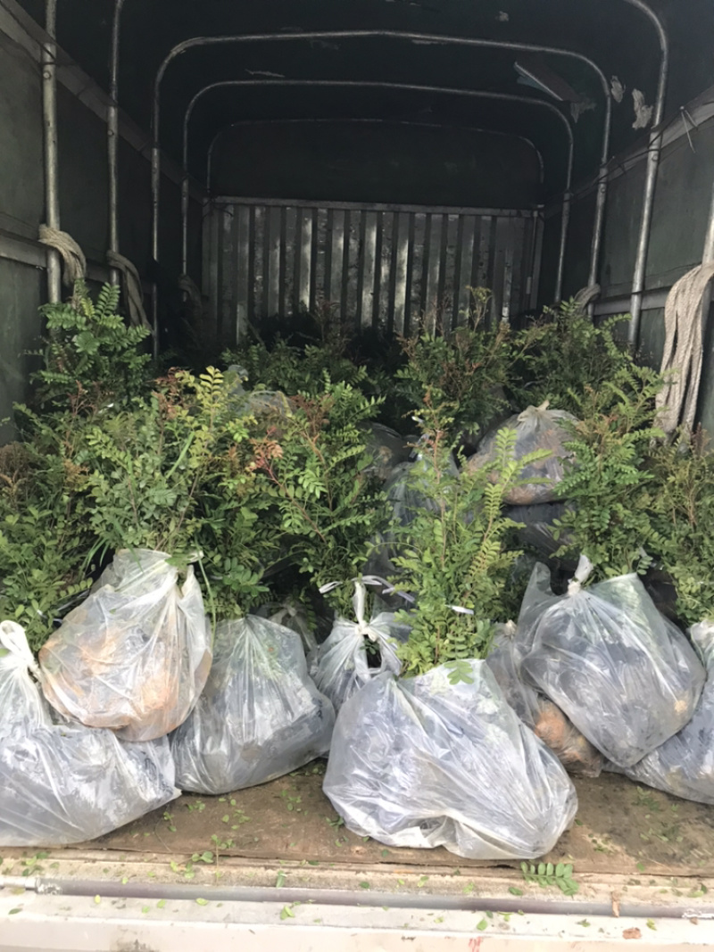 正宗红芽清香木苗盆栽树苗清香木树景观树苗造林苗