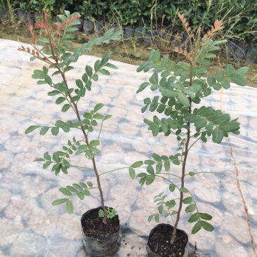 正宗红芽清香木苗盆栽树苗清香木树景观树苗造林苗