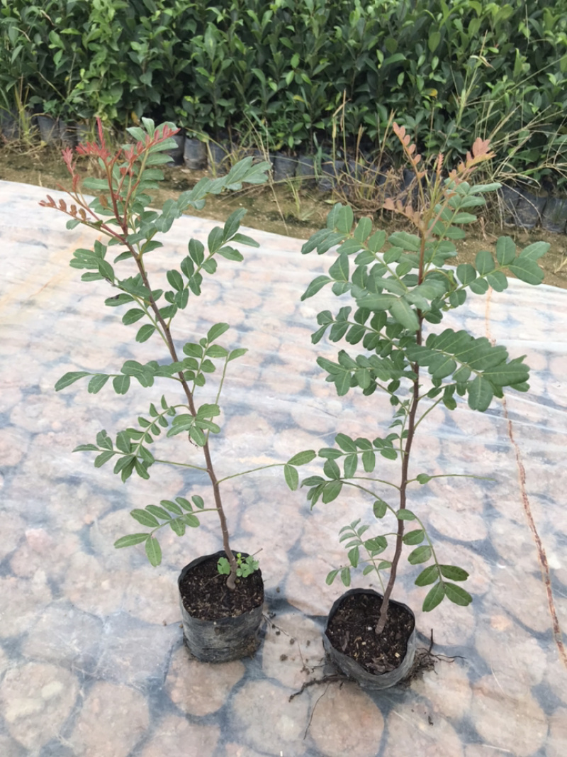 正宗红芽清香木苗盆栽树苗清香木树景观树苗造林苗