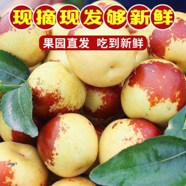 【精品】自家果园现摘冬枣沾化冬枣货源充足支持代发
