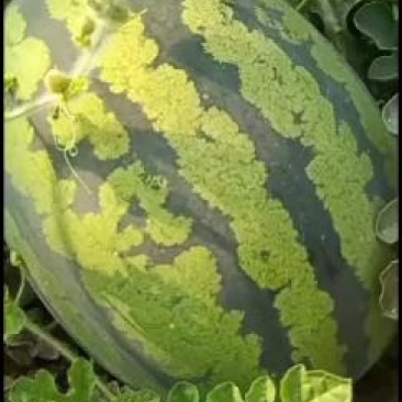 甜王西瓜无籽瓜黑无籽瓜