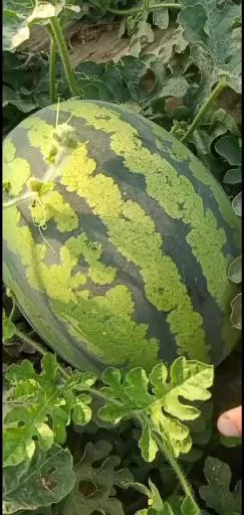 甜王西瓜无籽瓜黑无籽瓜