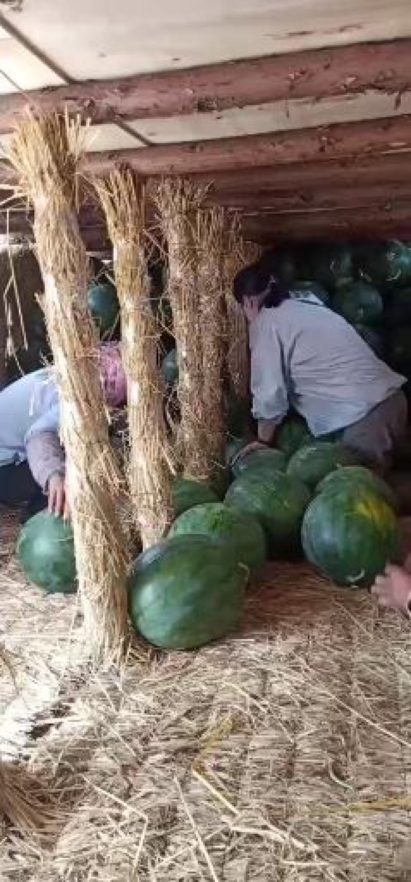甜王西瓜无籽瓜黑无籽瓜