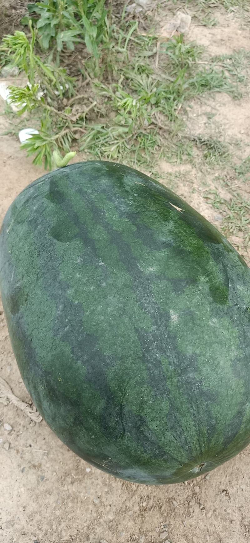 甜王西瓜无籽瓜黑无籽瓜