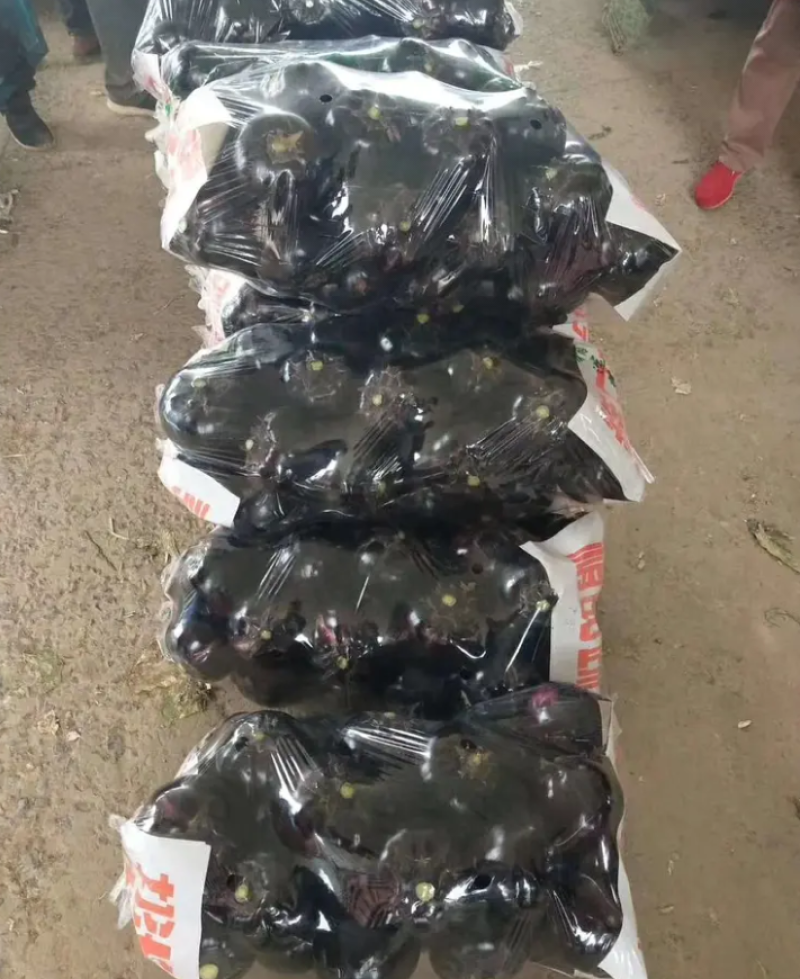 精品优质秋茄子，色泽油黑鲜亮，个头均匀，