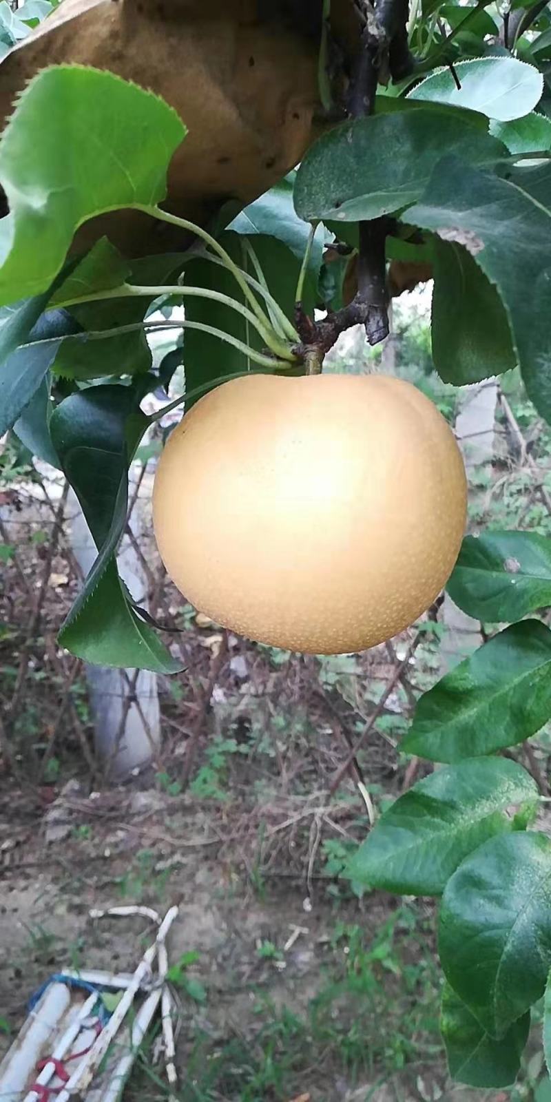 费县丰水梨大量上市口感脆甜，个头大，糖分高。
