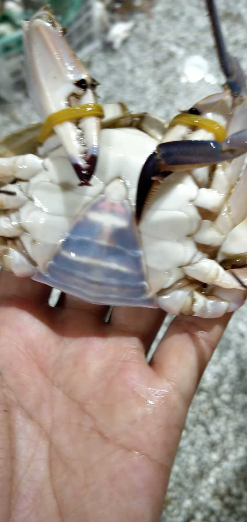梭子蟹海捕海鲜螃蟹梭子蟹