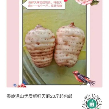 秦岭深山优质新鲜天麻经济实惠营养价值高《损坏包赔》批发价