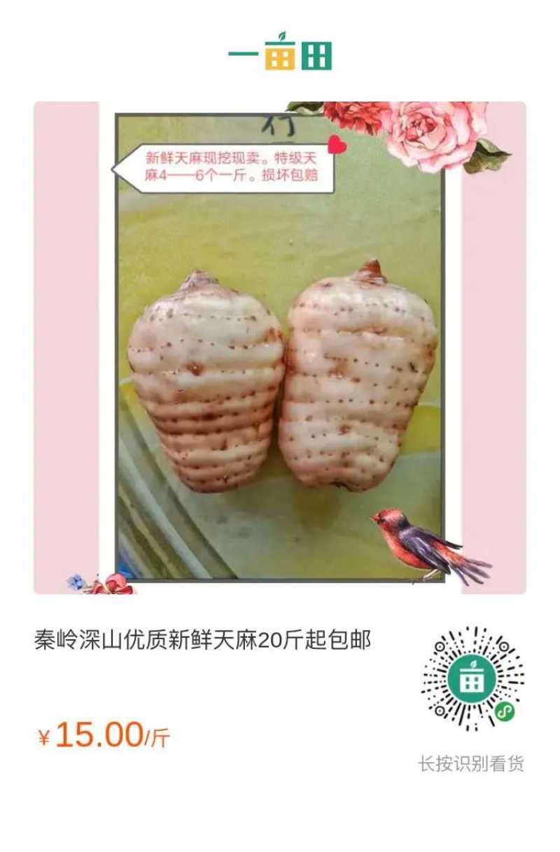秦岭深山优质新鲜天麻经济实惠营养价值高《损坏包赔》批发价