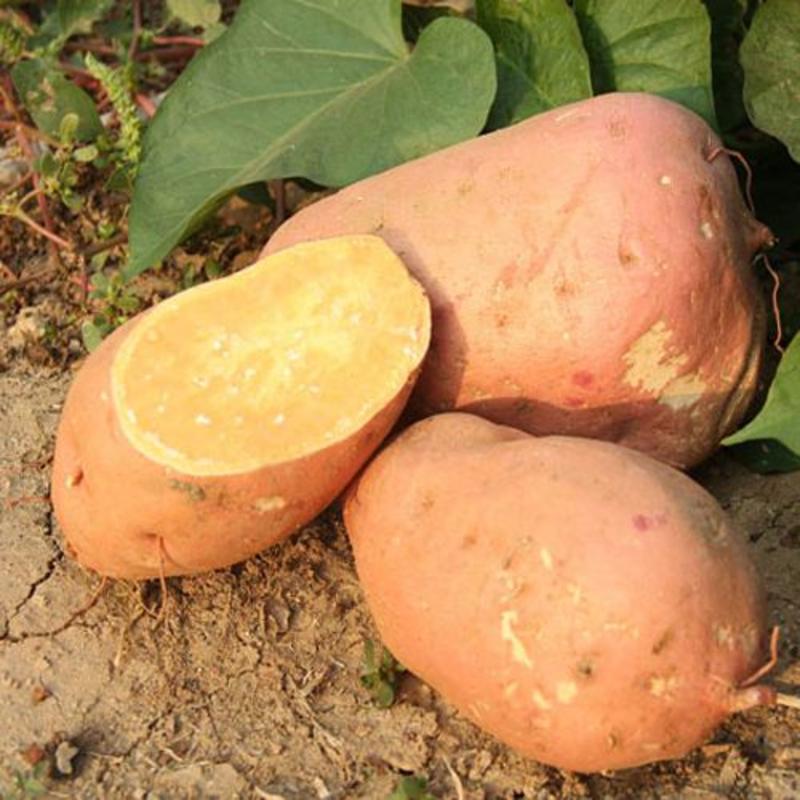紫薯山东吴氏薯业大量供应各种红薯