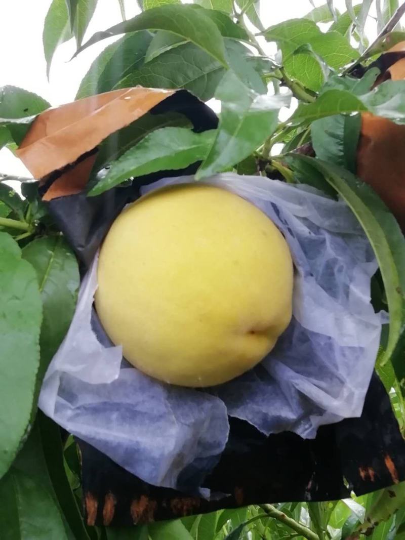 好看又好吃的锦绣黄桃大量上市啦！