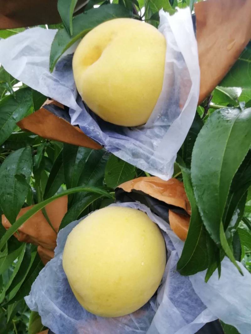 好看又好吃的锦绣黄桃大量上市啦！