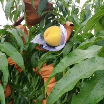 好看又好吃的锦绣黄桃大量上市啦！