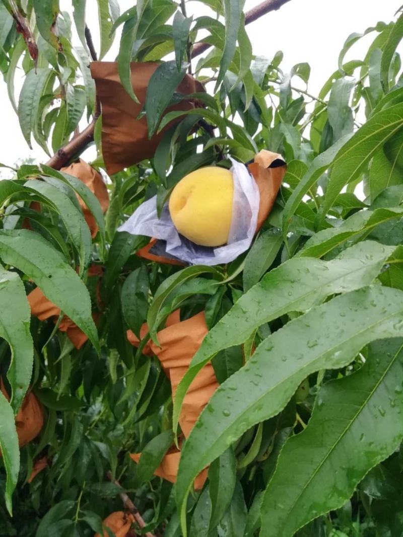 好看又好吃的锦绣黄桃大量上市啦！